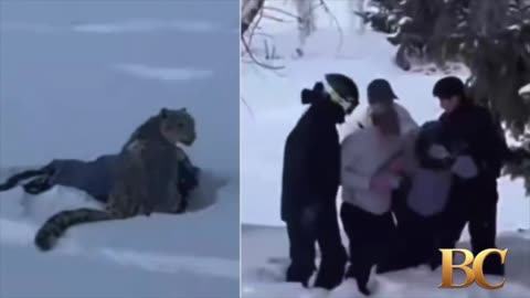 Snow leopard mauls tourist who tried to take its photo in China