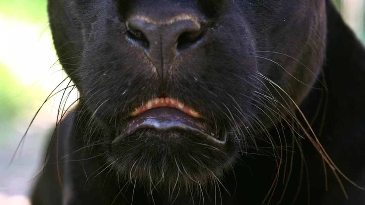Big cat😍❤️🥰