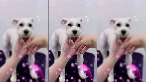 Adorable Grooming Session with a Fluffy Friend