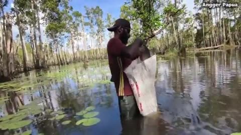 Catching a MONSTER Tilapia in Merauke | Massive Net Fishing