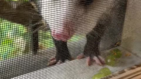 Opossum Eating Grapes on the Windowsill