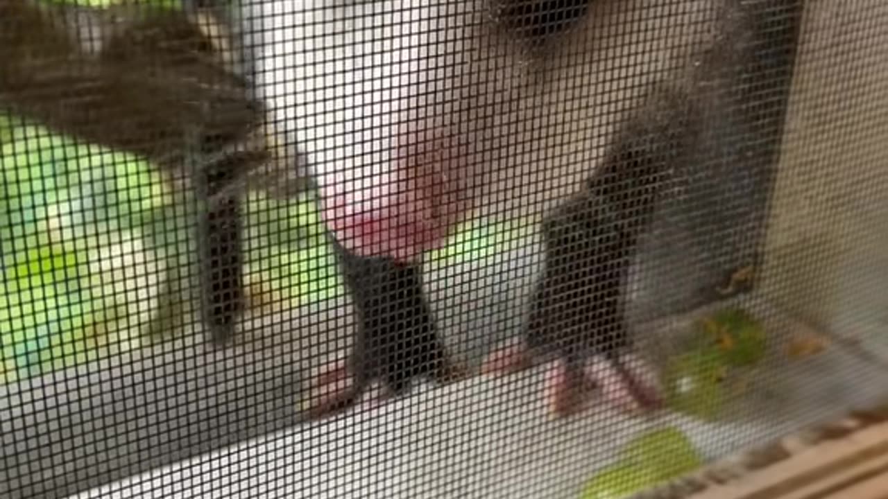 Opossum Eating Grapes on the Windowsill
