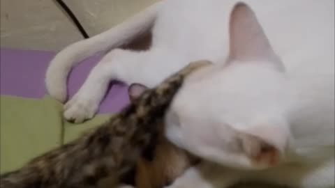 Sweet Mama Cat Cleans a Kitten That Isn't Hers❤️