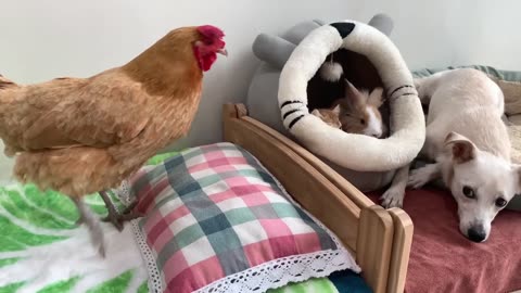So funny! The hen fell in love with the puppy and the rooster couldn't stand it. So cute