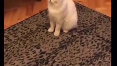 😮🐱 When Female Cats Go into Heat, Estrogen Surges Cause Loud Meowing! | FeedMyCuriosity