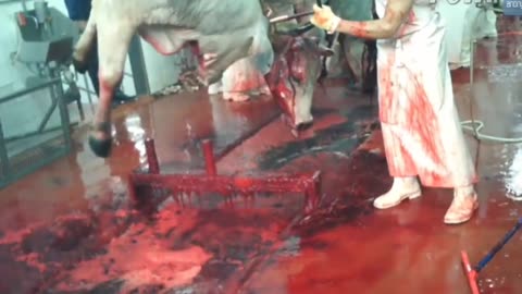‼️Disturbing footage | Jews and their animal cruelty