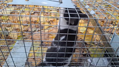 The third kitten(so darn cute), trapped/rescued