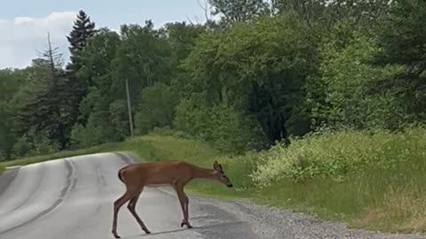 Deer 🦌 Crossing 🚸