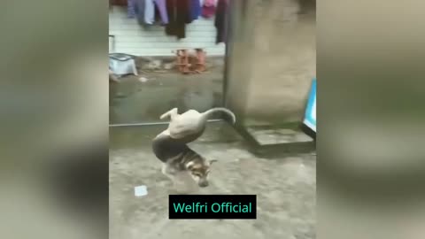 Compilation animal funny videos