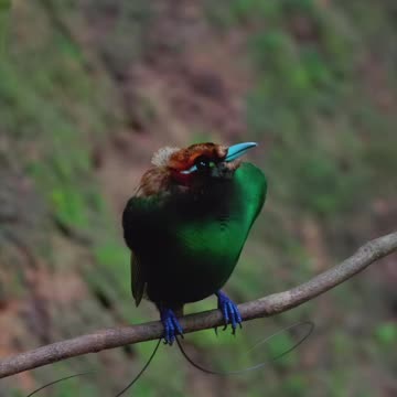 “The Majestic Voice of the Bird of Paradise: Nature’s Living Jewel”