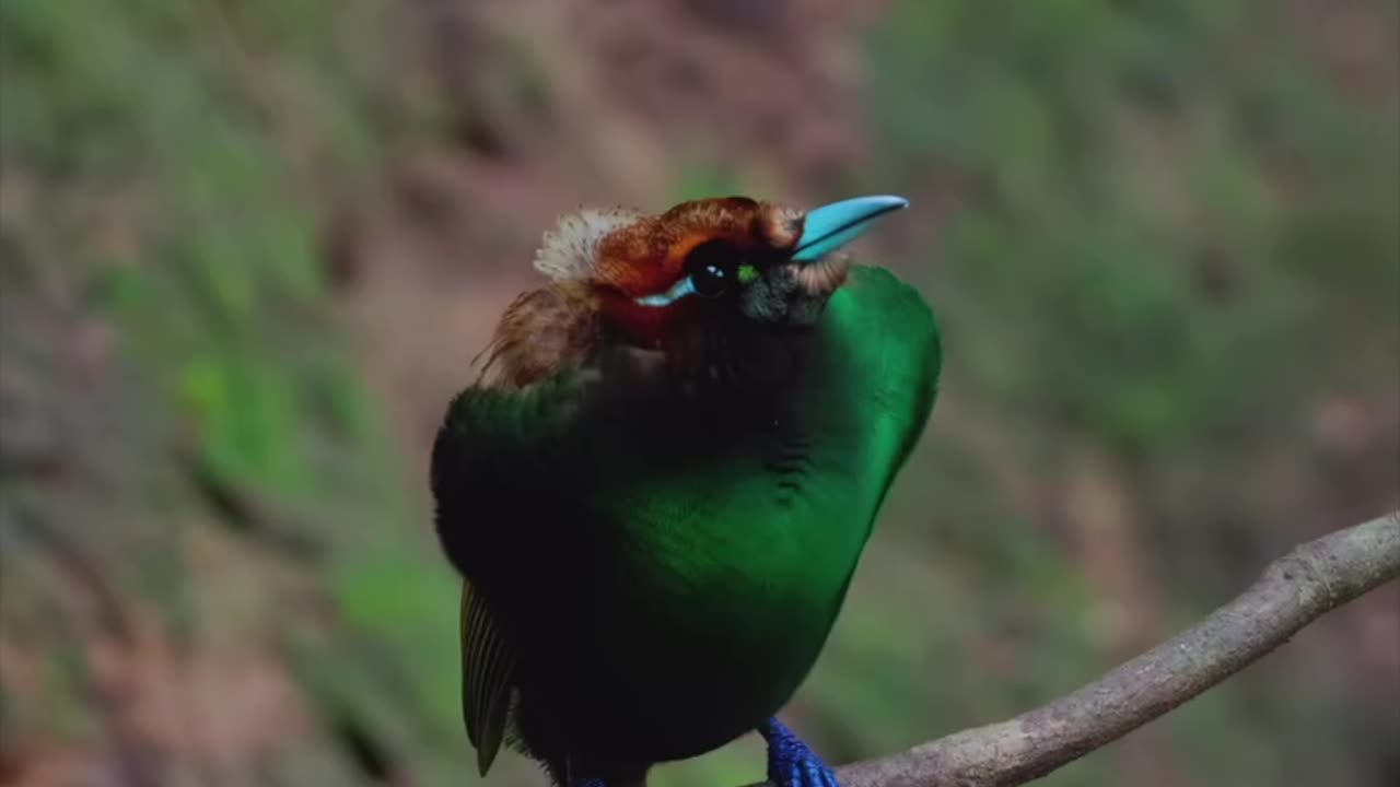 “The Majestic Voice of the Bird of Paradise: Nature’s Living Jewel”