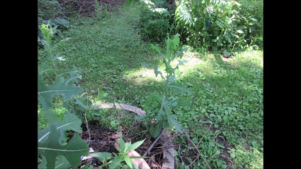 Echoing Breath Prickly Lettuce July 2025