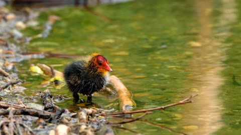 Cute Little Coot Chick