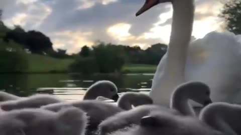 4 suspects caught kidnapping a swan