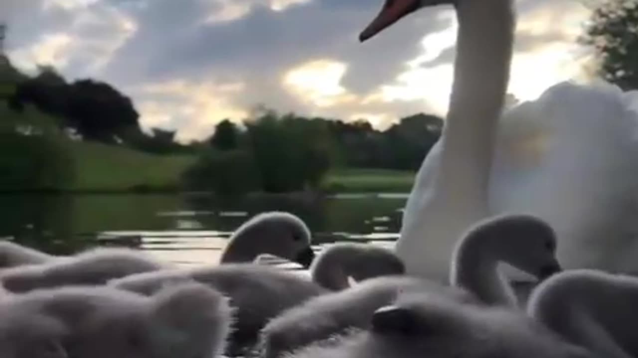 4 suspects caught kidnapping a swan