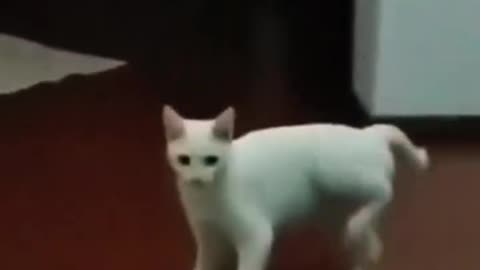 FunyyAnimal_vedios