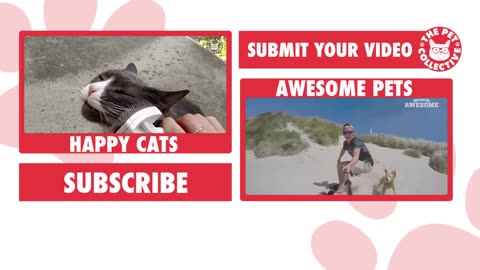 Incredible: Cute and Funny Cat Videos to Relax To