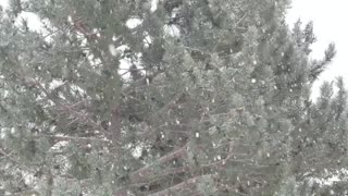 MORRIS P RAINVILLE BLUE CHRISTMAS