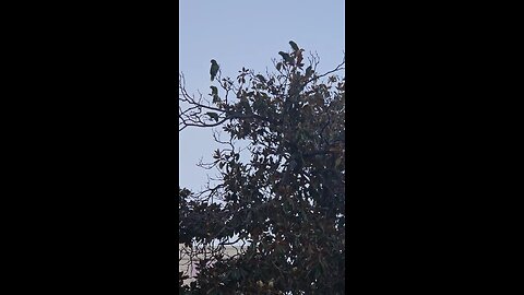 yeppers they're loud 📢🔊