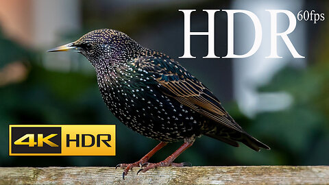 4K HDR 60fps Dolby Vision Demo _ True Color