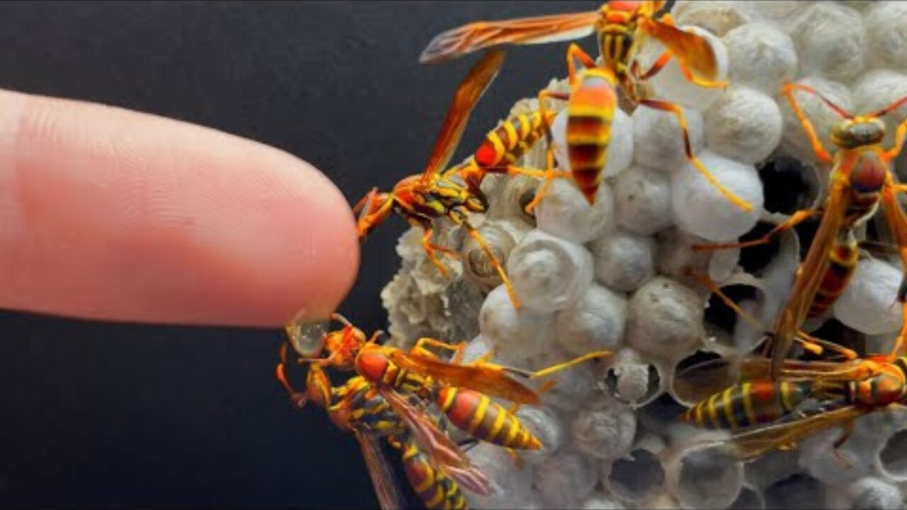 My Pet Wasp Colony Escaped