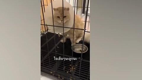 Viral Funny Cat Video That Will Make You Laugh Out Loud!