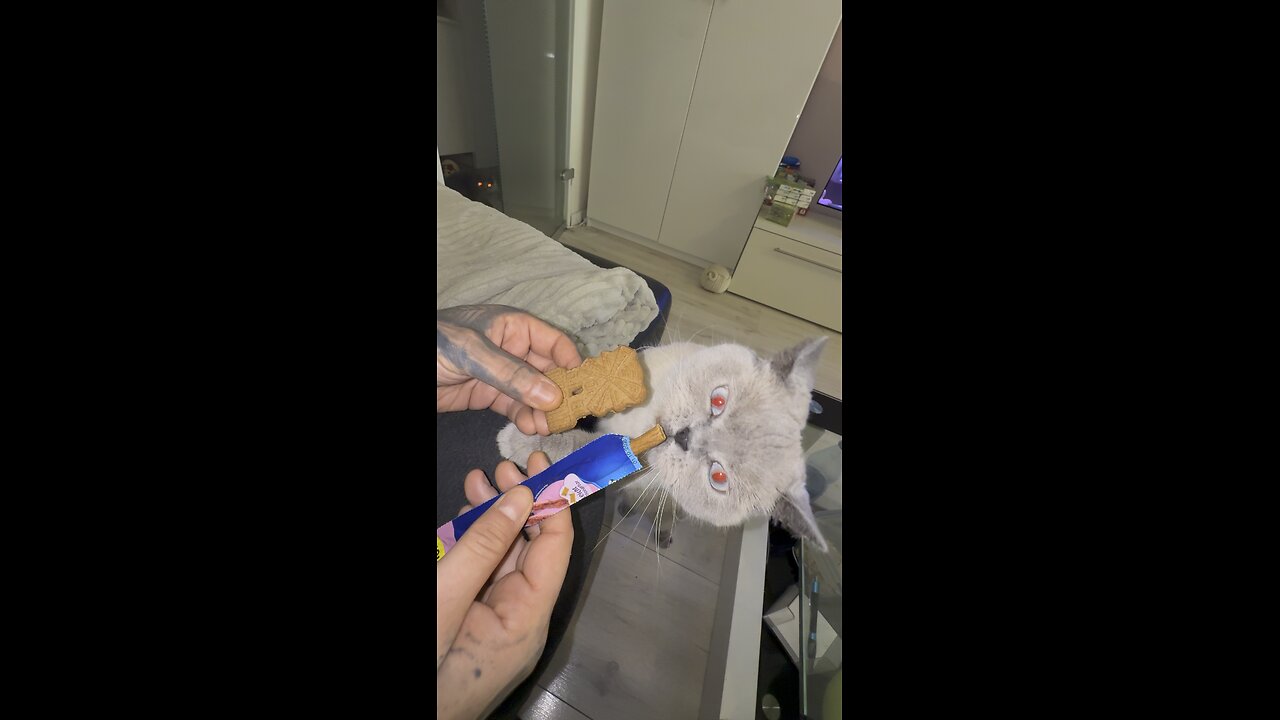 Curiosity killed the cat
