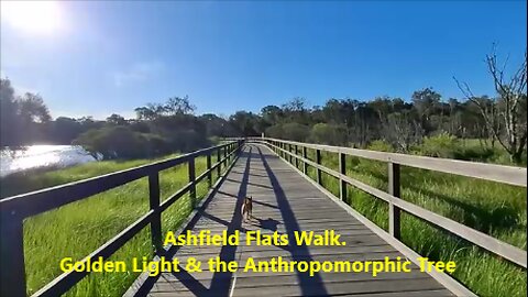 Ashfield Flats Walk: Golden Light and the Anthropomorphic Tree. Perth, Australia.