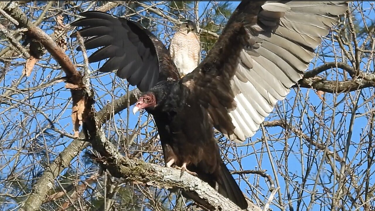 Turkey Vultures & Cooper's Hawk