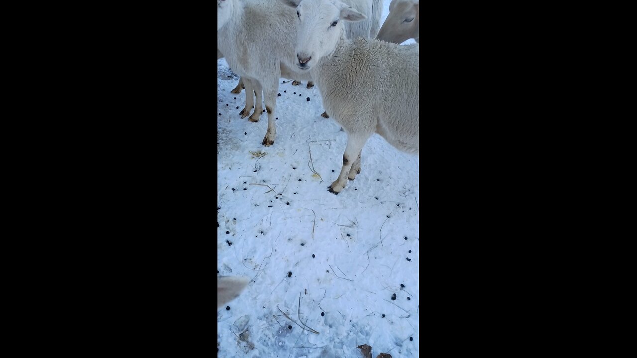 Almost one month later and no lambs!