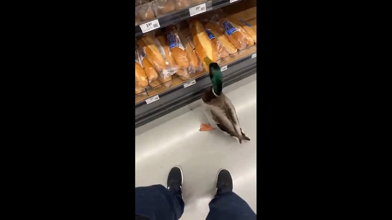 This Duck Just Stole a Baguette 😂🦆
