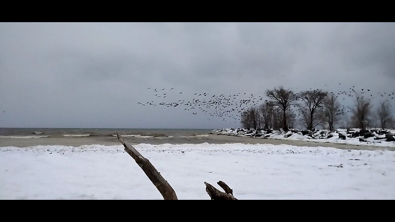 Flight of the Goose!