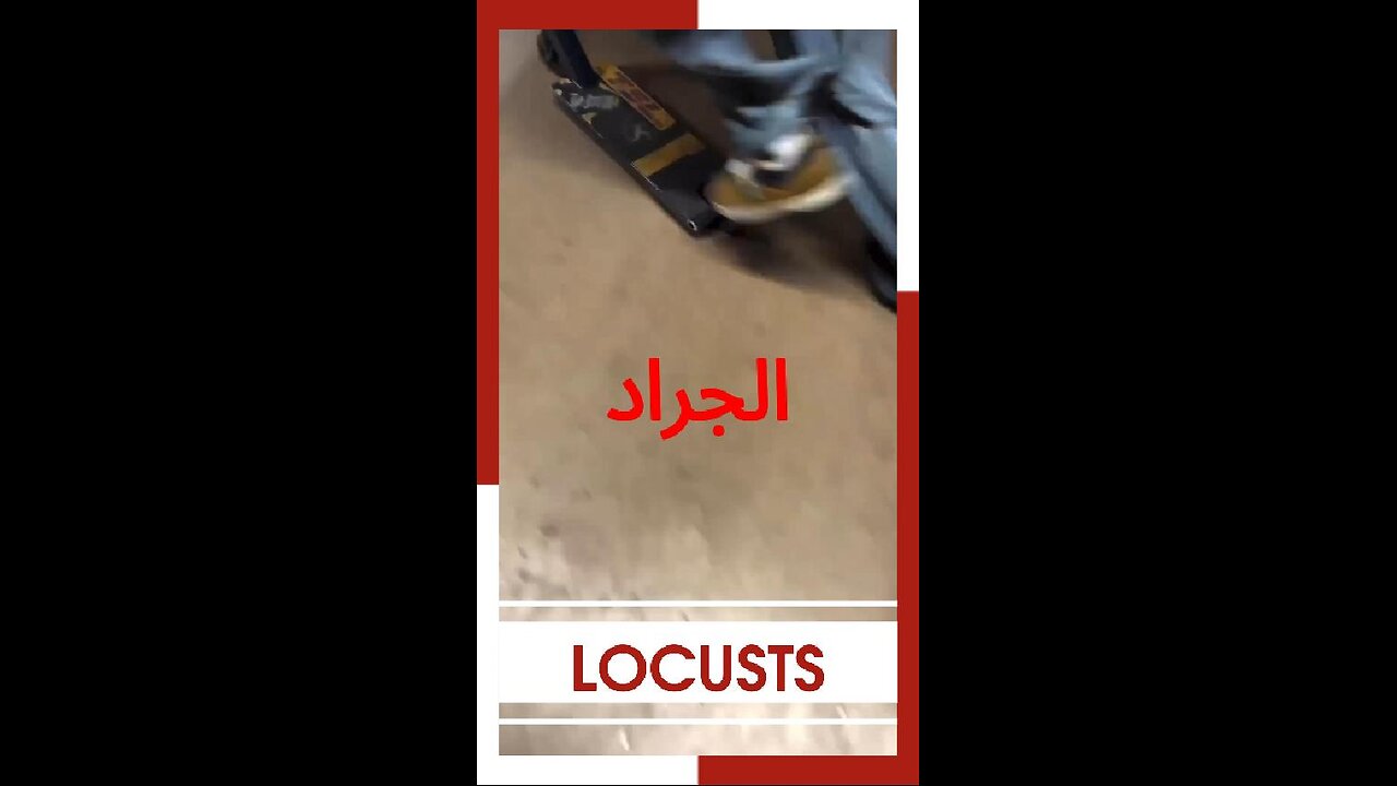 #الجراد