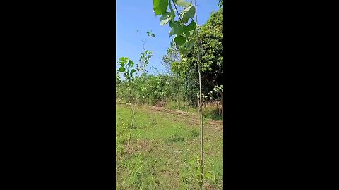 satisfying Video