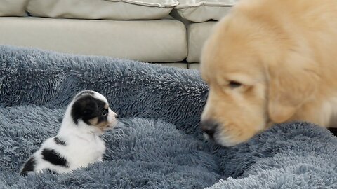 Puppy Steals Golden Retriever's Bed PSN Experiment