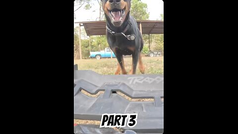 Doberman vs Traxxas XRT (Part 3): Full-Speed Tree Hit & Still Running 🐾🚗💥