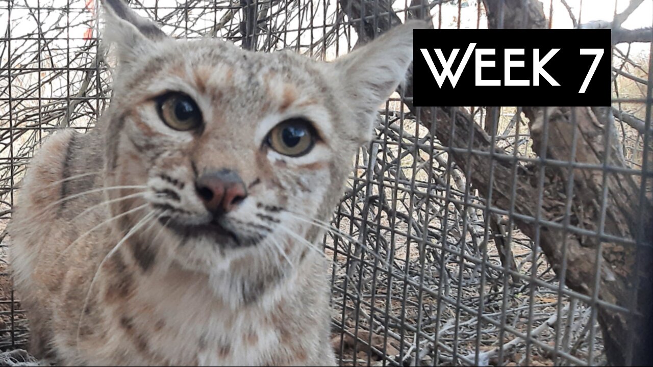 Cage Trapping Week 7 Mother nature puts on the brakes!