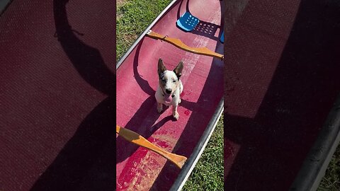 More Canoe work with Bo #puppy #dog #texasheeler #heeler #canoe #training #yankeefree #shorts