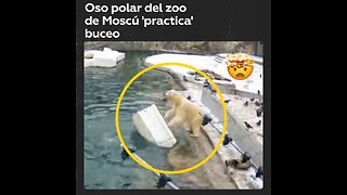 Oso polar sorprende ‘buceando’ en el zoológico de Moscú