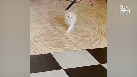 These CATS are too FUNNY! 🤣 | New Cat Videos 2025
