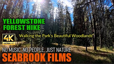 Yellowstone Forest Hike: Walking the Park's Beautiful Woodlands
