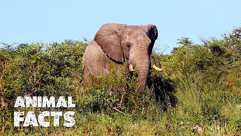 The Largest Land Animal on Earth | African Elephant