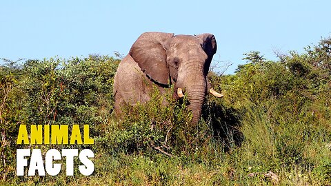 The Largest Land Animal on Earth | African Elephant