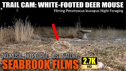 Trail Cam White Footed Deer Mouse: Filming Peromyscus leucopus Night Foraging
