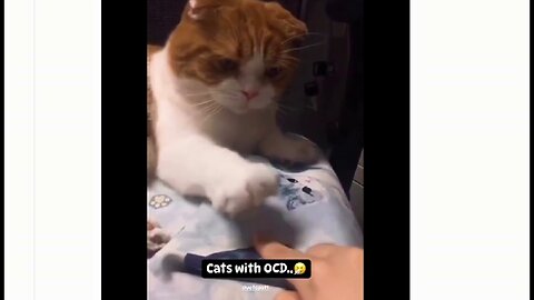 #cats, #ocd, #funny, _0