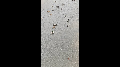 Mallard Ducks 🦆 #mallardducks #shorts #viral #trending #rain #followme #ducks #duck