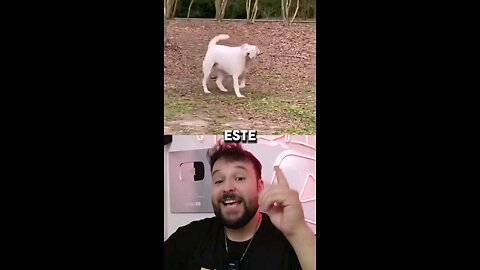 Perrito ciego se emociona al olfatear a su humano 🥰