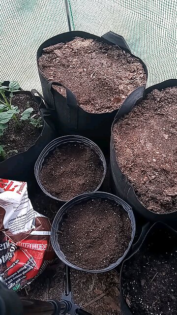 potatoes in the greenhouse 3