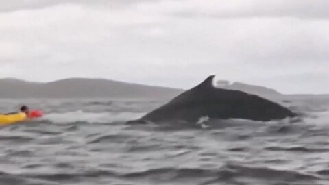 Wild Video Shows Kayaker Get Eaten And Spit Out By A Humpback Whale