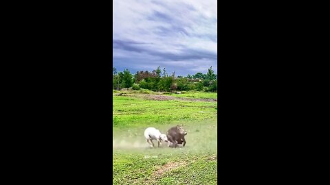 #dogandpig #piganddog #pig #dogandpigfriends #cleverdogandpig #dogandpigplaying #guineapiganddog